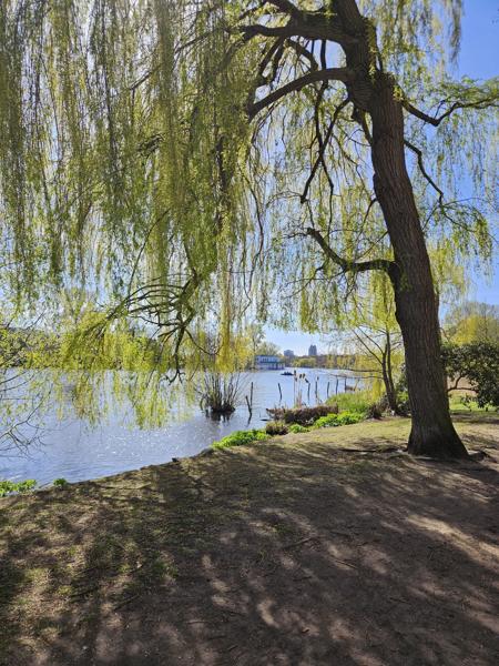 Ufer der Alster in Hamburg mit Trauerweide